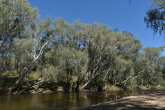 Melaleuca fluviatilis