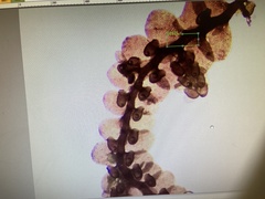 Frullania kunzei