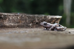 Theloderma stellatum