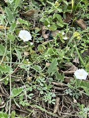 Convolvulus equitans