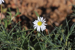 Brachyscome tetrapterocarpa