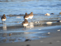 Calidris alpina