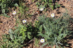 Brachyscome tetrapterocarpa