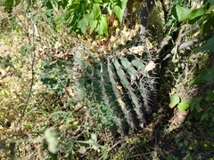 Ferocactus townsendianus
