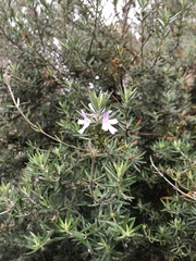 Westringia eremicola