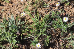 Brachyscome tetrapterocarpa