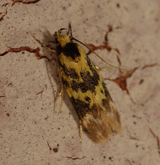 Barea euprepes