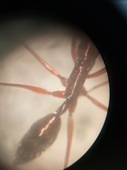 Odontomachus chelifer