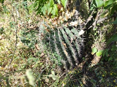 Ferocactus townsendianus