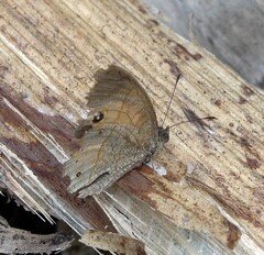 Heteropsis comorensis