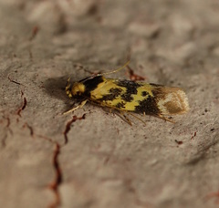 Barea euprepes