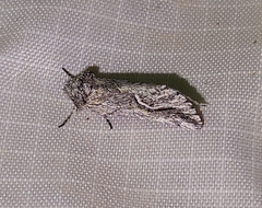 Ursia noctuiformis
