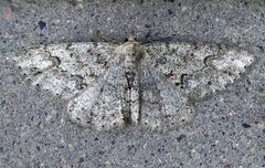 Melanolophia centralis