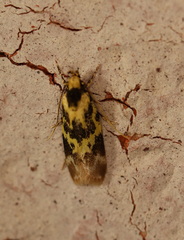 Barea euprepes
