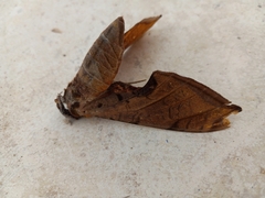 Protambulyx strigilis