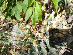 Ferocactus townsendianus