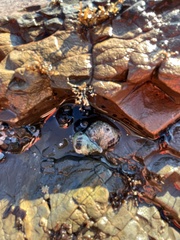 Nucella canaliculata