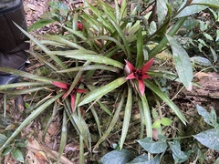 Nidularium cariacicaense