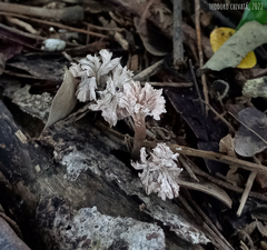 Xylaria flabelliformis