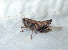 Tettigidea