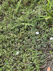 Convolvulus equitans