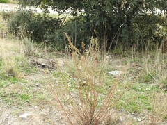 Lavandula pedunculata