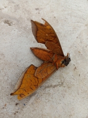 Protambulyx strigilis