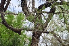 Pachyramphus aglaiae