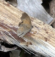 Heteropsis comorensis