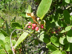 Muehlenbeckia hastulata