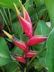 Heliconia stricta