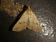 Bleptina caradrinalis