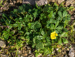 Potentilla verna