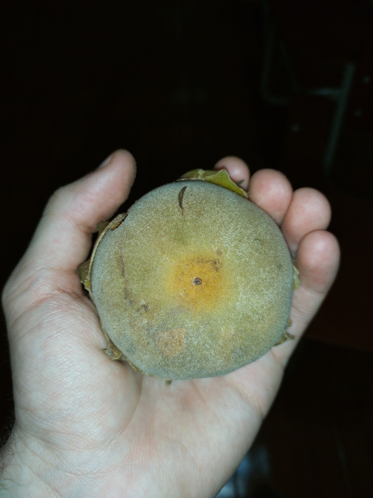 Matisia huallagensis