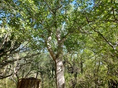Haematoxylum brasiletto