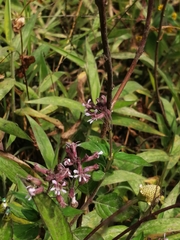 Cuphea racemosa