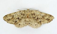 Melanolophia centralis