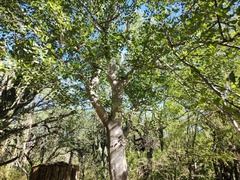 Haematoxylum brasiletto
