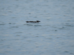 Brachyramphus marmoratus