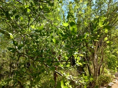 Haematoxylum brasiletto