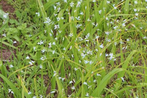 Image of Tecophilaea violiflora by (c) Cesar Ormazabal, some rights reserved (CC BY)