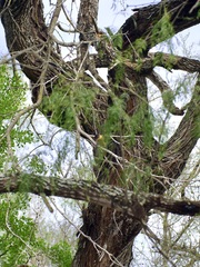 Pachyramphus aglaiae