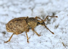 Otiorhynchus singularis