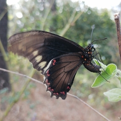 Battus polydamas polydamas