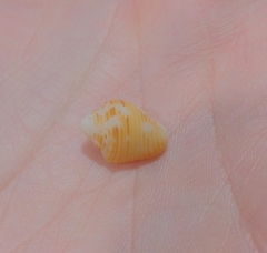 Columbella mercatoria