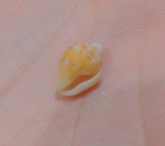 Columbella mercatoria