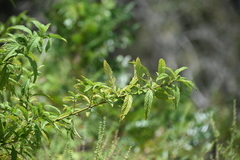 Hyptis verticillata
