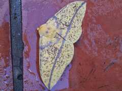 Eacles imperialis