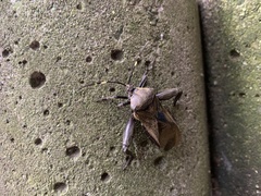 Pachylis laticornis