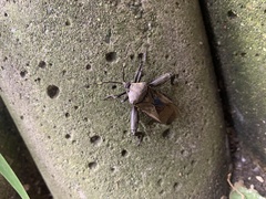 Pachylis laticornis